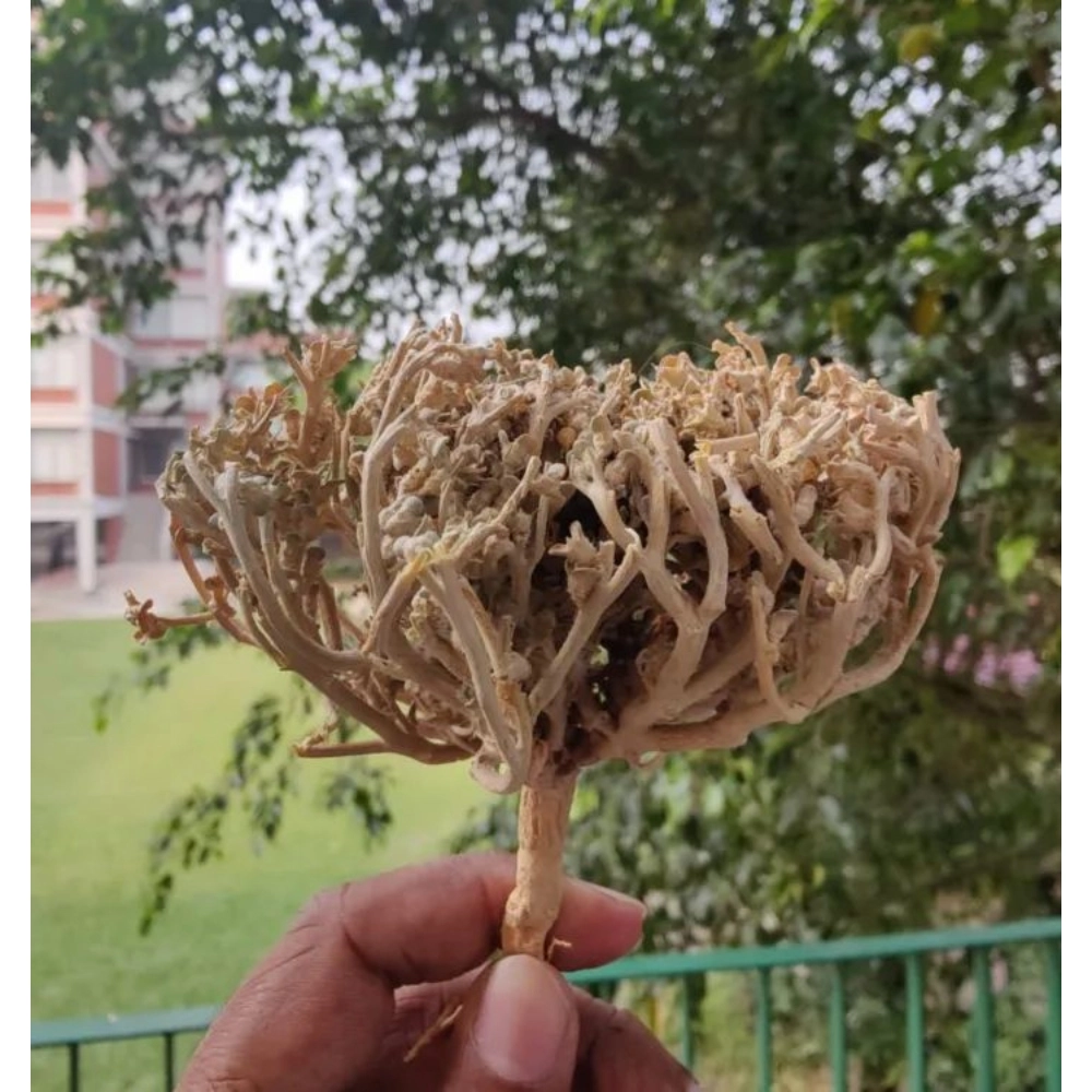 Moriom Full Morium Full Mariyam Flower Big Size
