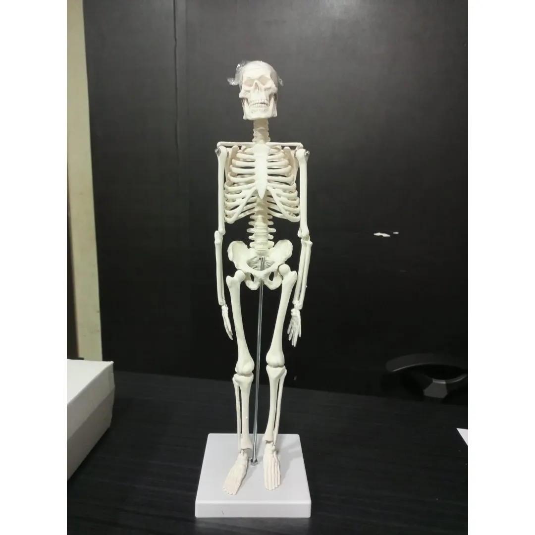 Mini Skeleton For Student - Human Skeleton Model For Anatomy Anatomical ...
